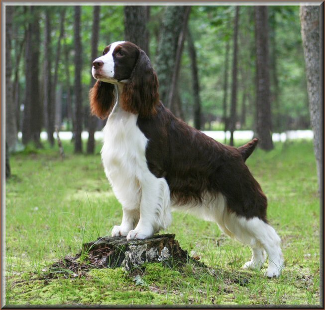 english springer puppies for sale